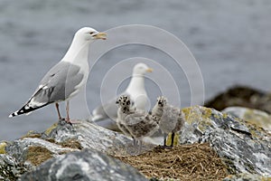 European herring gull, Larus argentatus standing on teir nest site photo