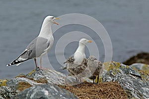 European herring gull, Larus argentatus standing on teir nest site photo