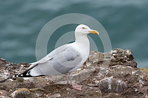 Aus der nähe aus Hering möwe 