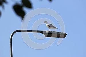 European herring gull with open beak standing on lightpole with blue sky in the background