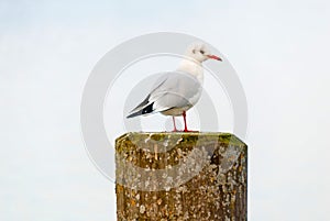 European herring gull resting on a dock pillar