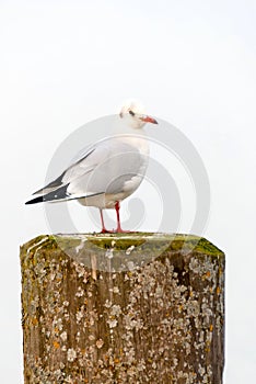 European herring gull resting on a dock pillar II