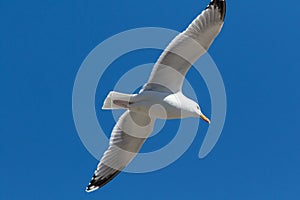 European Herring Gull in Skagen Denmark