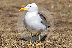 lesser black-backed gull