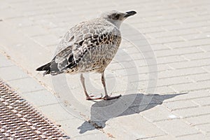 European herring gull young bird, Larus argentatus