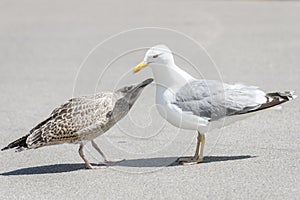 European herring gull young birds with adult herring gull bird. Larus argentatus