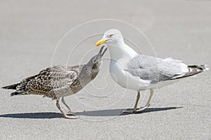 European herring gull young birds with adult herring gull bird. Larus argentatus