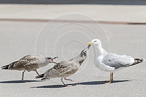 European herring gull young birds with adult herring gull bird. Larus argentatus