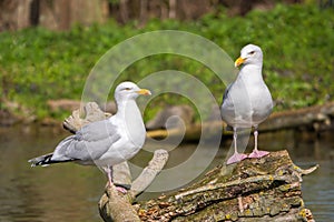 European Herring Gulls - Larus argentatus perched on a log.. photo