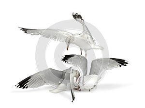 European Herring Gulls, Larus argentatus