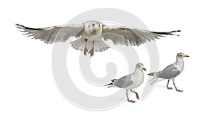 European Herring Gulls, Larus argentatus photo