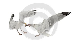 European Herring Gulls, Larus argentatus