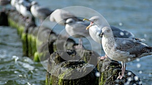 European Herring Gulls Larus argentatus on breakwaters