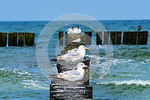 The European herring gulls sitting on a wooden breakwater