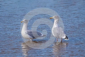 European Herring Gulls - Larus argentatus standing in a Norfolk estuary..