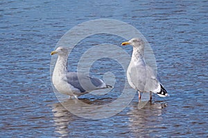 European Herring Gulls - Larus argentatus standing in a Norfolk estuary.. photo