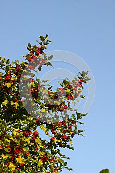 European Holly, ilex aquifolium with Red Berries, Winter in Normandy