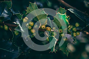 European holly tree leaves and drupes closeup detail