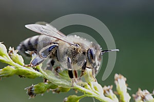 European honey bee, Apis mellifera