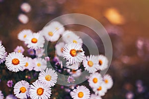 European honey bee Apis mellifera on aster flower