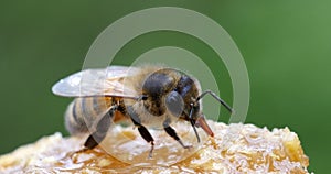 European Honey Bee, apis mellifera, Bee Licking Honey, Hive in Normandy, Real Time