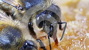 European Honey Bee,  apis mellifera, Bee Licking Honey, Hive in Normandy, Real Time