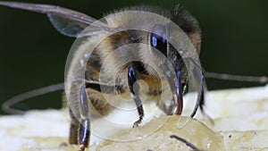 European Honey Bee, apis mellifera, Bee Licking Honey, Hive in Normandy, Real Time