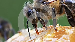 European Honey Bee,  apis mellifera, Bee Licking Honey, Hive in Normandy, Real Time