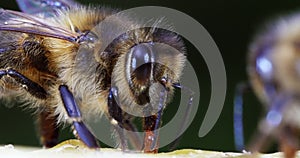 European Honey Bee, apis mellifera, Bee licking Honey, Normandy, Real Time