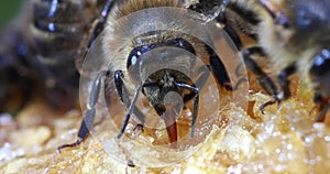 European Honey Bee, apis mellifera, Bee licking Honey, Normandy, Real Time