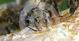 European Honey Bee, apis mellifera, Bee licking Honey, Normandy, Real Time