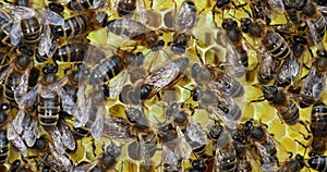 European Honey Bee , apis mellifera, Bees on a Brood Frame, Queen in the center,, Bee Hive in Normandy, Real Time 4K