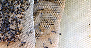 |European Honey Bee, apis mellifera, Bees on a wild Ray, Bees working on Alveolus, Wild Bee Hive in Normandy