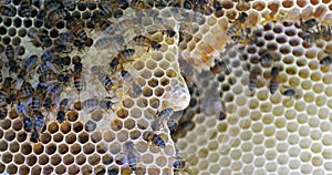 |European Honey Bee, apis mellifera, Bees on a wild Ray, Bees working on Alveolus, Wild Bee Hive in Normandy