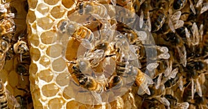 |European Honey Bee, apis mellifera, Bees on a wild Ray, Bees working on Alveolus, Wild Bee Hive in Normandy