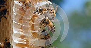 |European Honey Bee, apis mellifera, Bees on a wild Ray, Bees working on Alveolus, Wild Bee Hive in Normandy