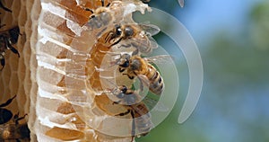 |European Honey Bee, apis mellifera, Bees on a wild Ray, Bees working on Alveolus, Wild Bee Hive in Normandy