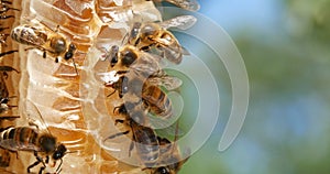 |European Honey Bee, apis mellifera, Bees on a wild Ray, Bees working on Alveolus, Wild Bee Hive in Normandy