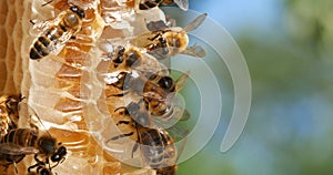 |European Honey Bee, apis mellifera, Bees on a wild Ray, Bees working on Alveolus, Wild Bee Hive in Normandy