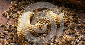 |European Honey Bee, apis mellifera, Bees on a wild Ray, Bees working on Alveolus, Wild Bee Hive in Normandy