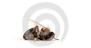 European Honey Bee,  apis mellifera, Black Bee Agonizing on White Background,, Normandy, Real Time 4K