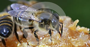 European Honey Bee, apis mellifera, black Bee Licking Honey, Hive in Normandy, Real Time