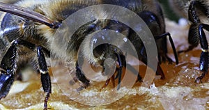 European Honey Bee, apis mellifera, black Bee Licking Honey, Hive in Normandy, Real Time