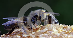 European Honey Bee, apis mellifera, black Bee Licking Honey, Hive in Normandy, Real Time