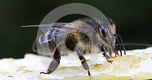 European Honey Bee, apis mellifera, black Bee Licking Honey, Hive in Normandy, Real Time