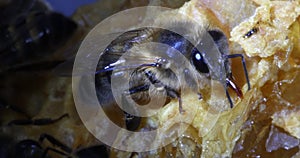 European Honey Bee, apis mellifera, Black bee licking Honey, Normandy, Real Time