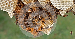 European Honey Bee, apis mellifera, Black Bees on a wild Ray, Alveolus filled with Honey, Bee Hive in Normandy