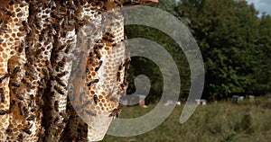 European Honey Bee, apis mellifera, Black Bees on a wild Ray, Alveolus filled with Honey, Bee Hive in Normandy