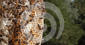 European Honey Bee, apis mellifera, Black Bees on a wild Ray, Alveolus filled with Honey, Bee Hive in Normandy