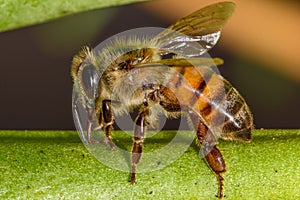 European Honey Bee Apis mellifera closeup macro detailed in natural environment